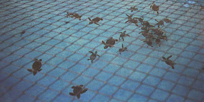 Fresh turtle hatchlings in a holding pool.