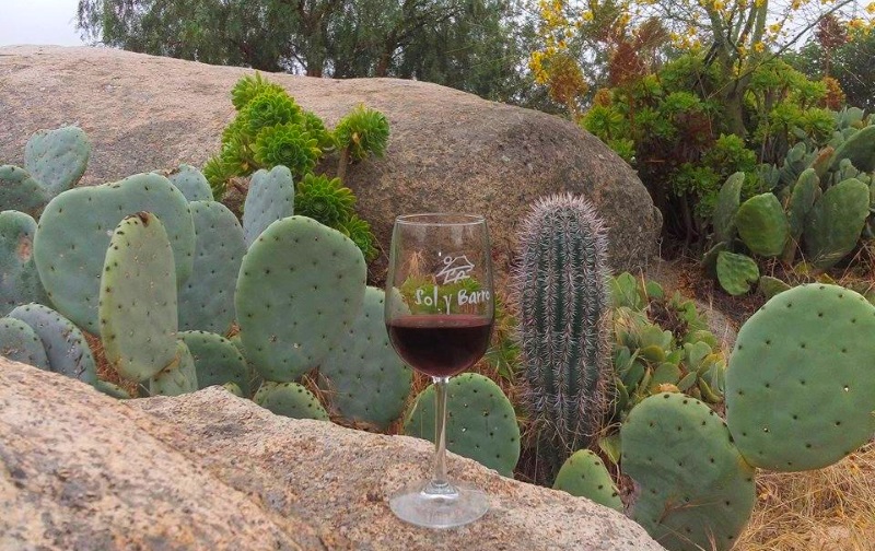 Guadalupe Valley wine tours