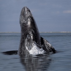 gray whale breeching