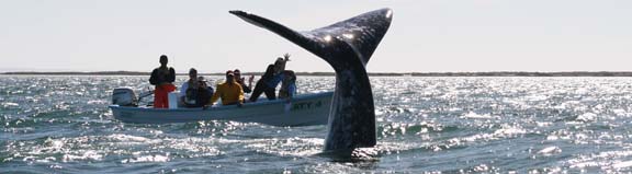 Baja whale tail