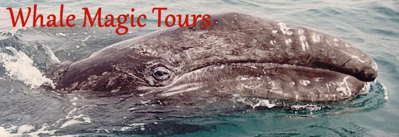 Whale Magic Tours - Baja