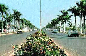 One of Los Mochis palm-fringed avenues