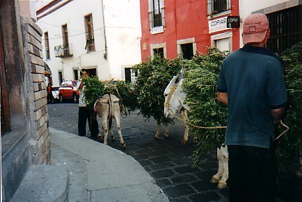 Burros in Guanajuato