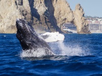 Whale & wildlife tours in Los Cabos
