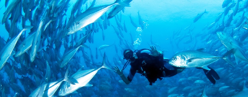 Diving in the Sea of Cortez, Baja