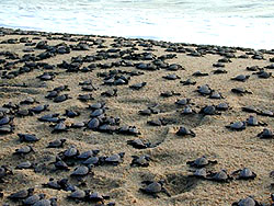 Lazaro Cardenas, Michoacan, Tortugitas or Baby Sea Turtles
