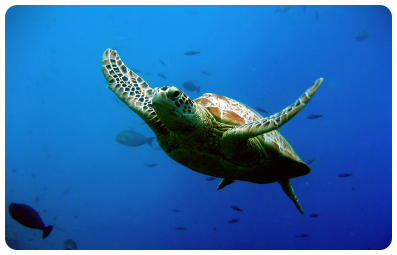 ASUPMATOMA - The Association for the Protection of the Environment and the Marine Turtle in Southern Baja