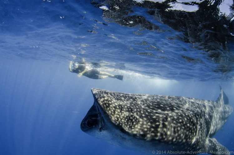 Whale sharks in Mexico