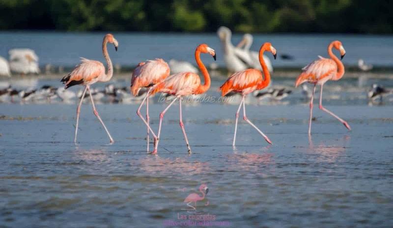 Las Coloradas flamingos