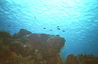 Beautiful reefs of Cozumel